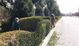 هرس و جوانسازی مورت های سطح شهر 